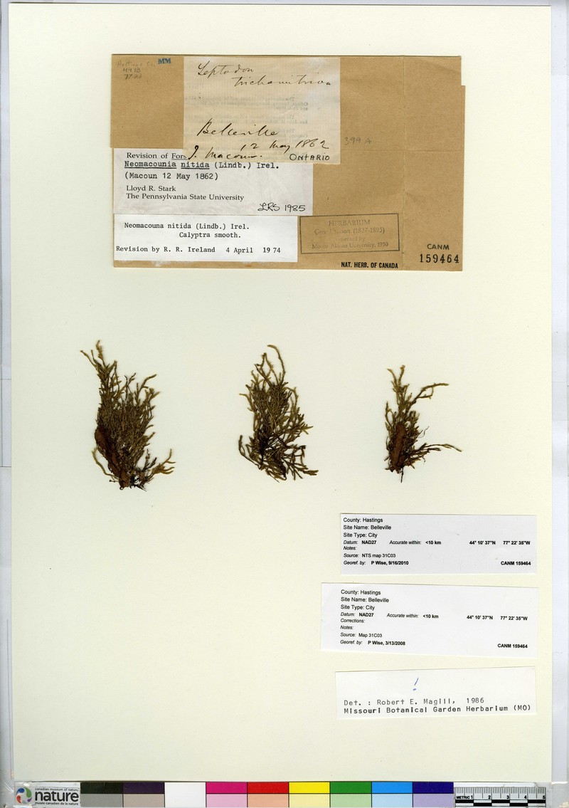 Neomacounia Moss