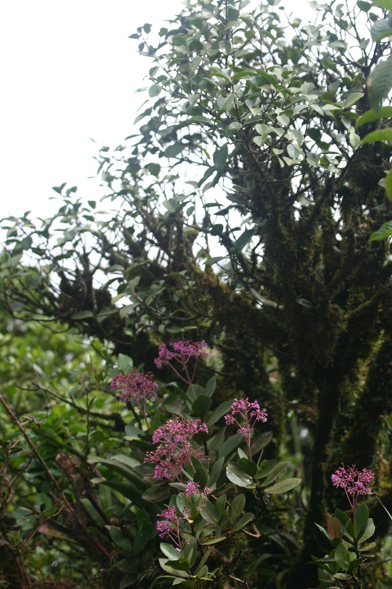 Neomirandea allenii photo 5