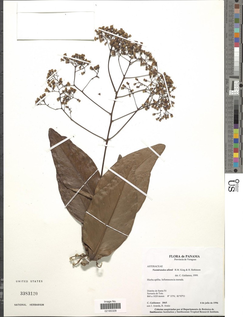 Neomirandea allenii photo 6