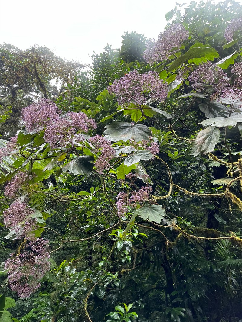 Neomirandea angularis
