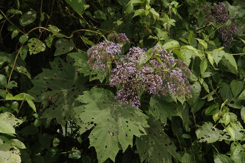 Neomirandea angularis photo 2