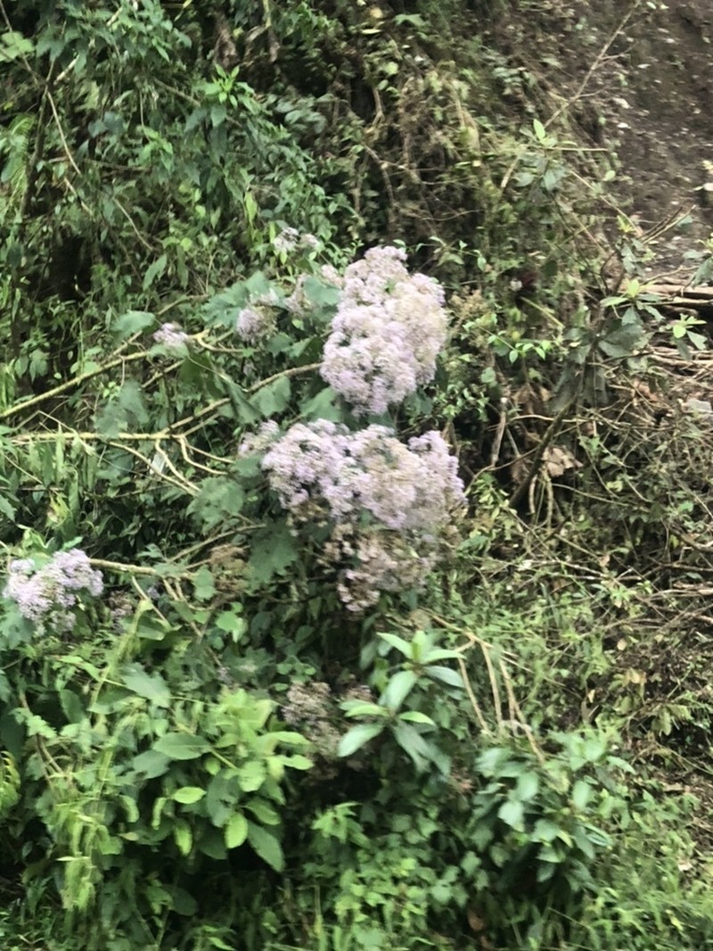 Neomirandea angularis photo 3