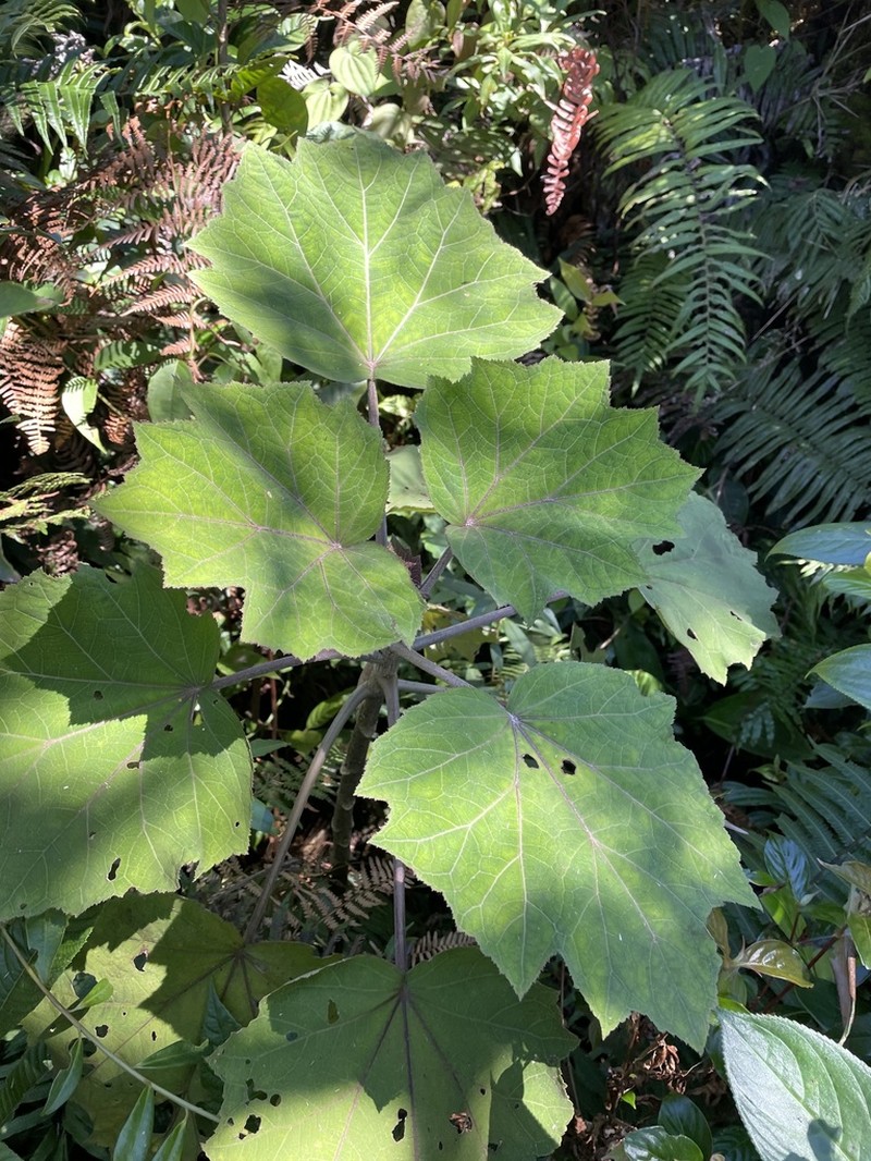 Neomirandea angularis photo 4