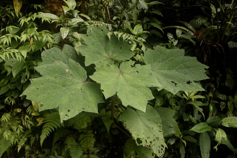 Neomirandea angularis photo 5
