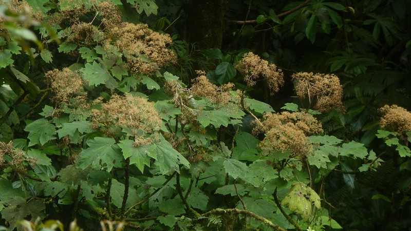 Neomirandea angularis photo 6