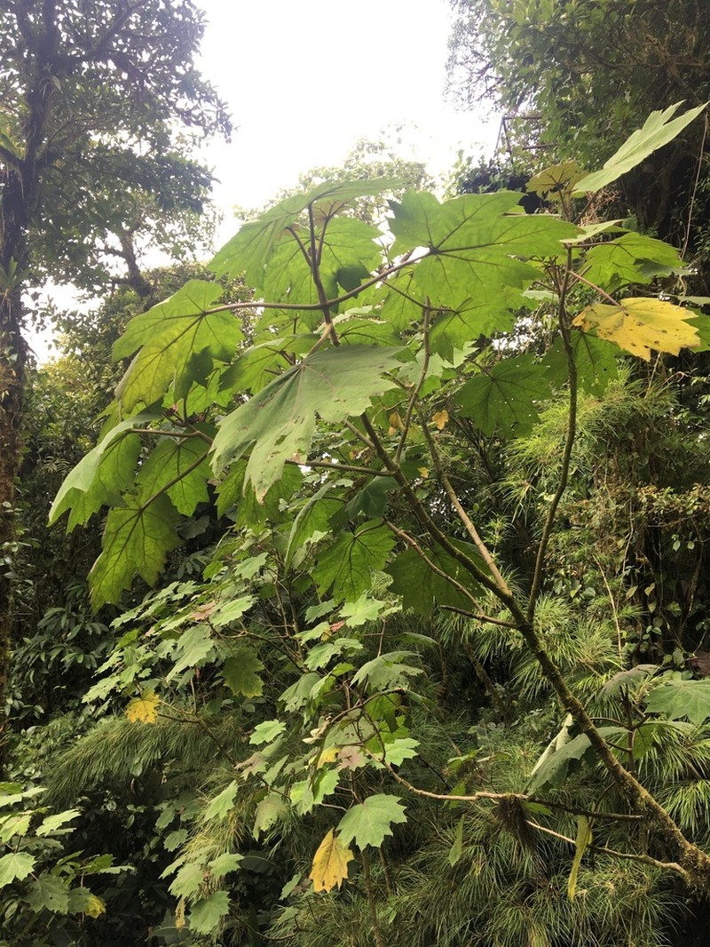 Neomirandea angularis photo 7