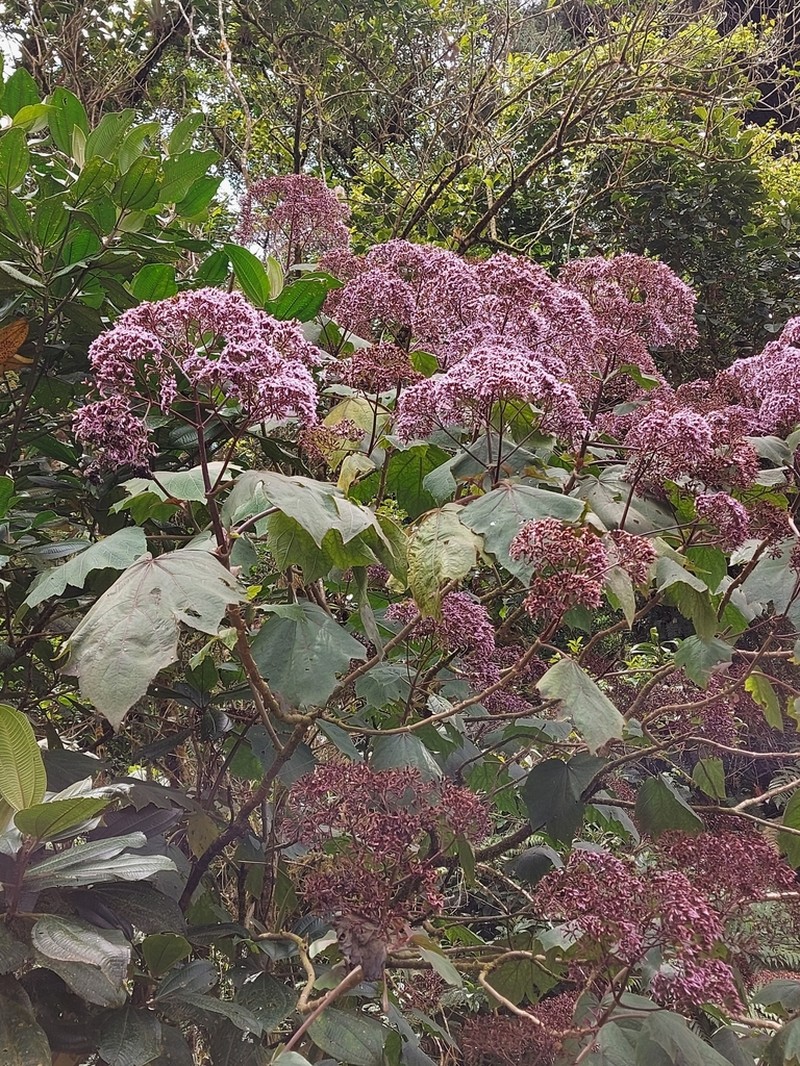 Neomirandea angularis photo 8