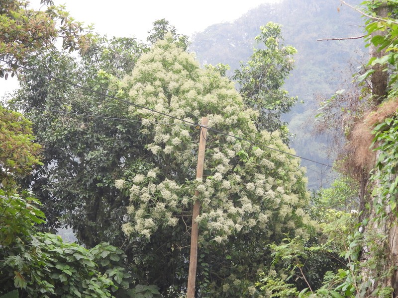 Neomirandea araliifolia