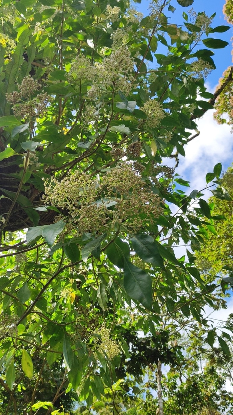 Neomirandea araliifolia photo 2