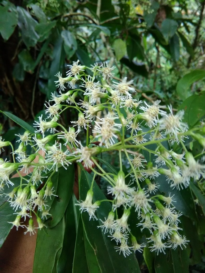 Neomirandea araliifolia photo 3