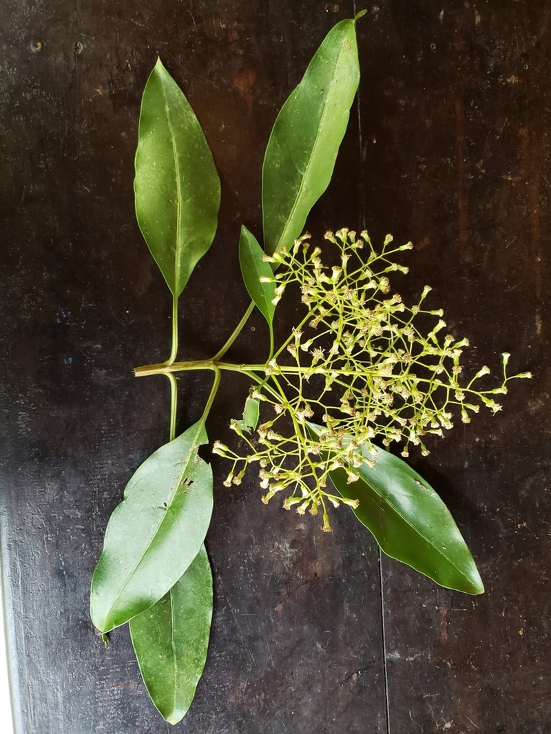 Neomirandea araliifolia photo 4