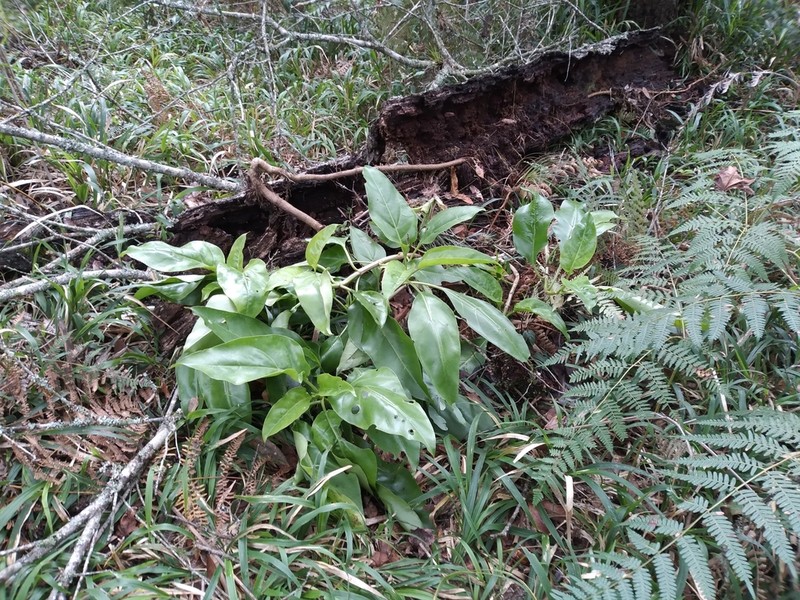 Neomirandea araliifolia photo 5