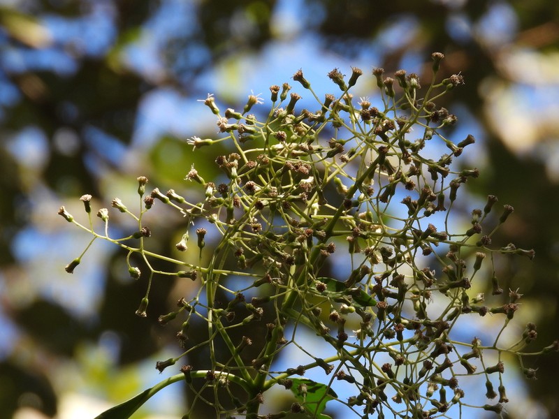 Neomirandea araliifolia photo 6