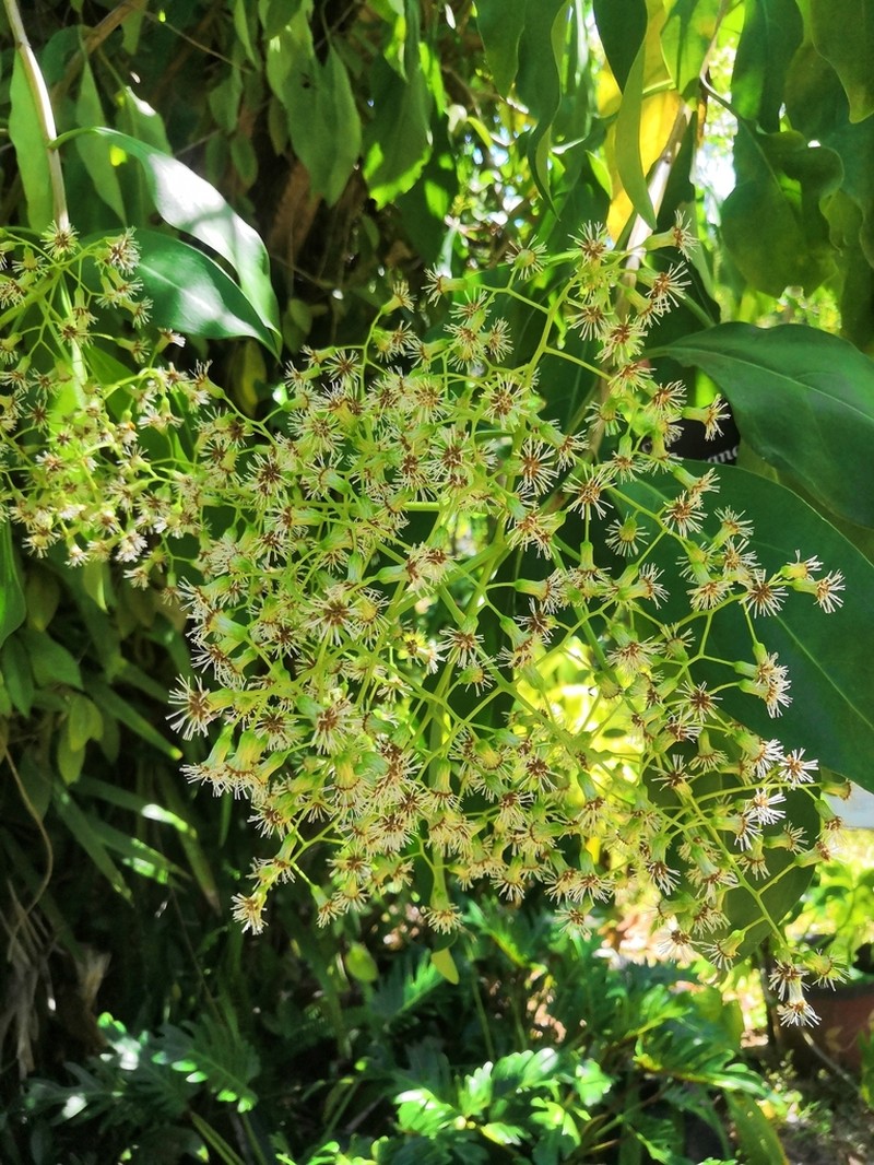 Neomirandea araliifolia photo 7