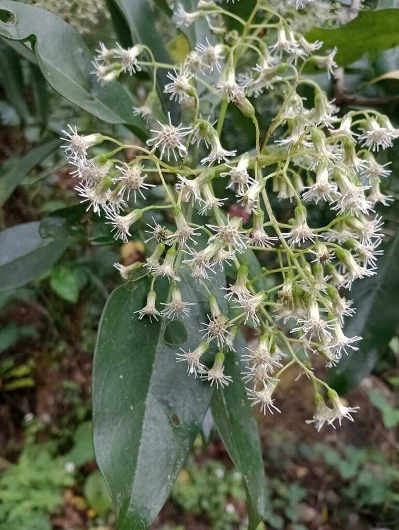Neomirandea araliifolia photo 8