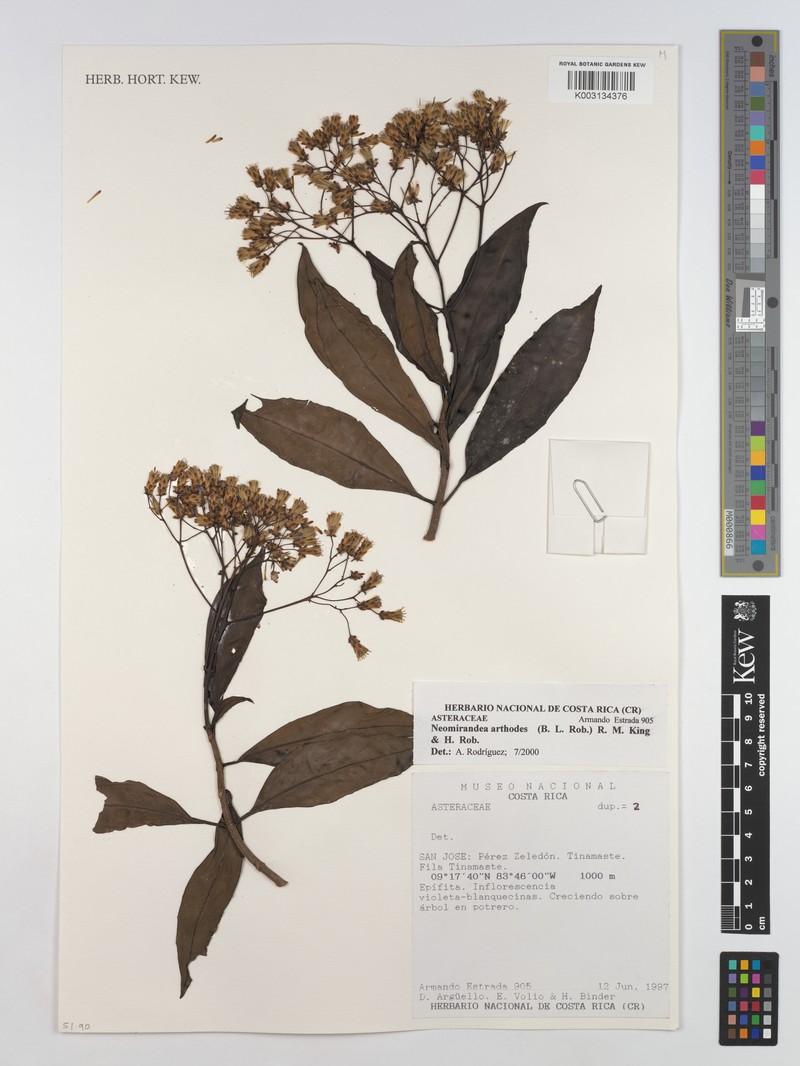 Neomirandea arthrodes