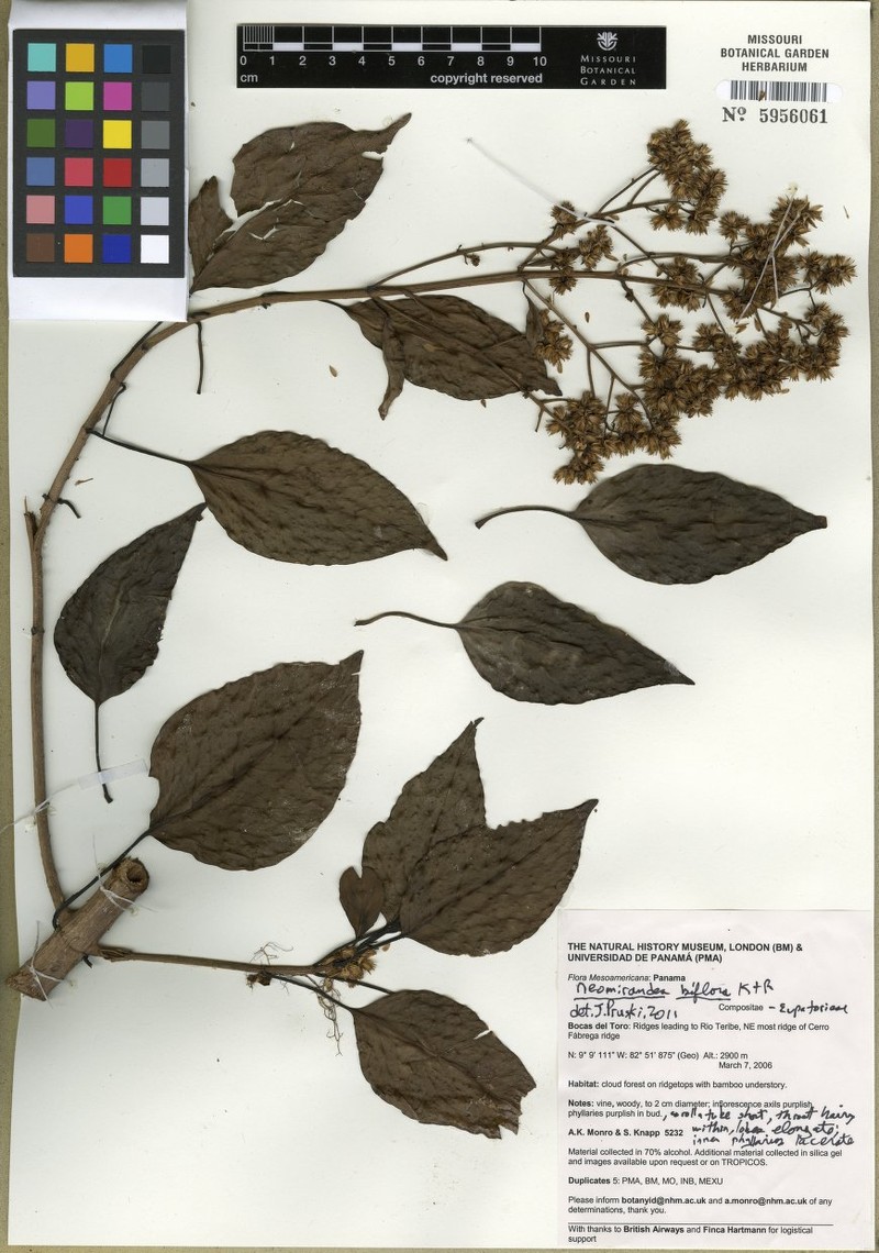Neomirandea biflora