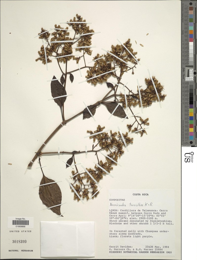 Neomirandea biflora photo 2