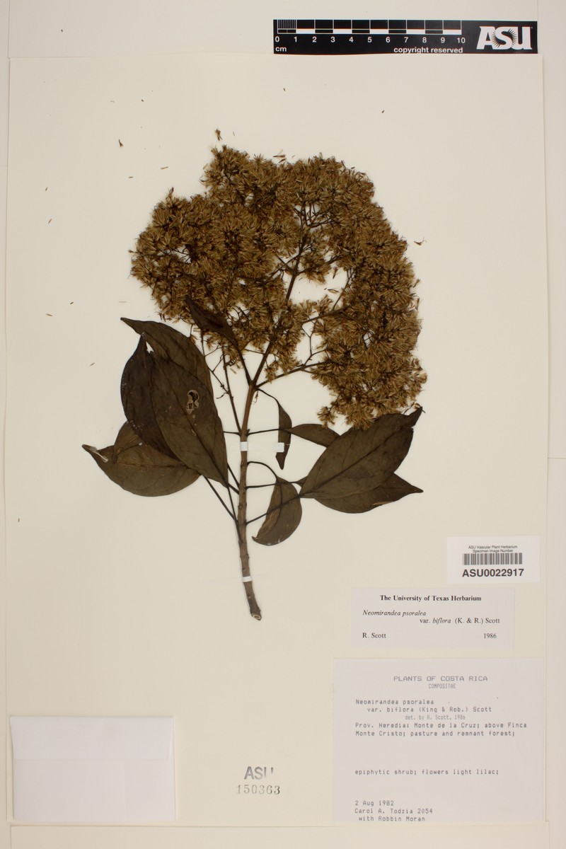 Neomirandea biflora photo 3