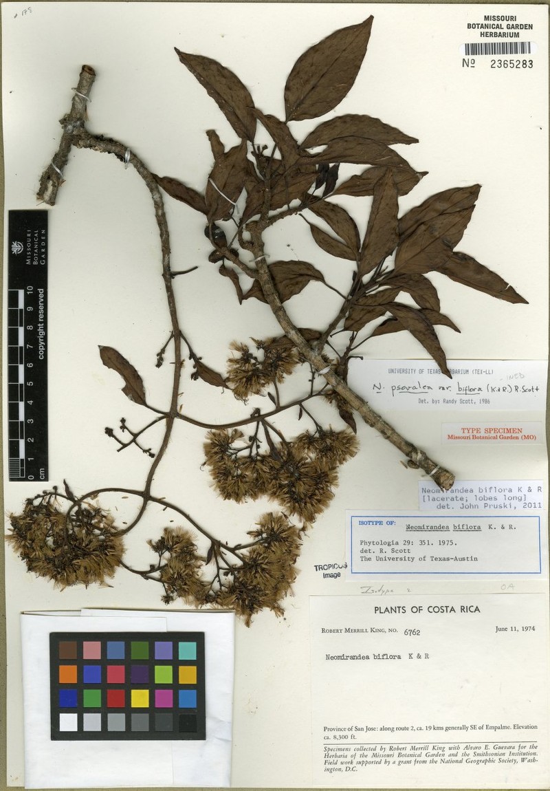 Neomirandea biflora photo 4