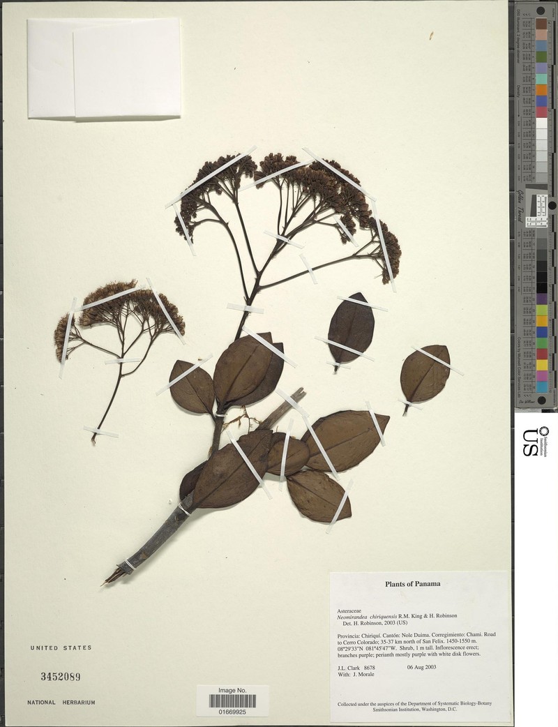 Neomirandea chiriquensis