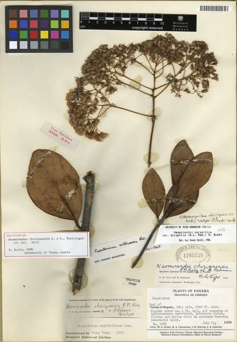Neomirandea chiriquensis photo 2