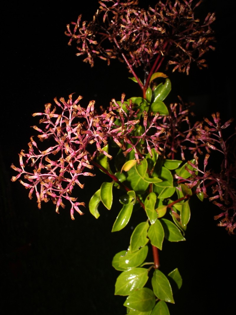Neomirandea costaricensis