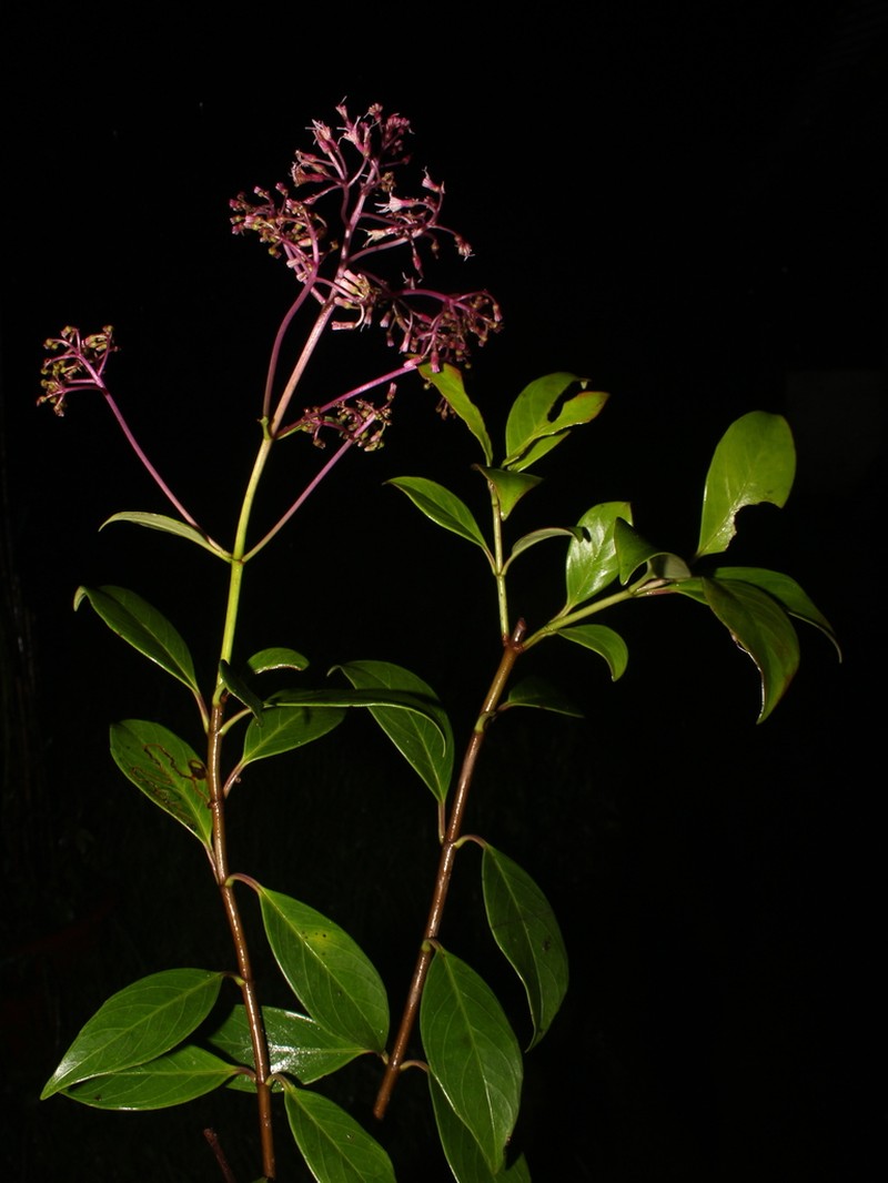 Neomirandea eximia