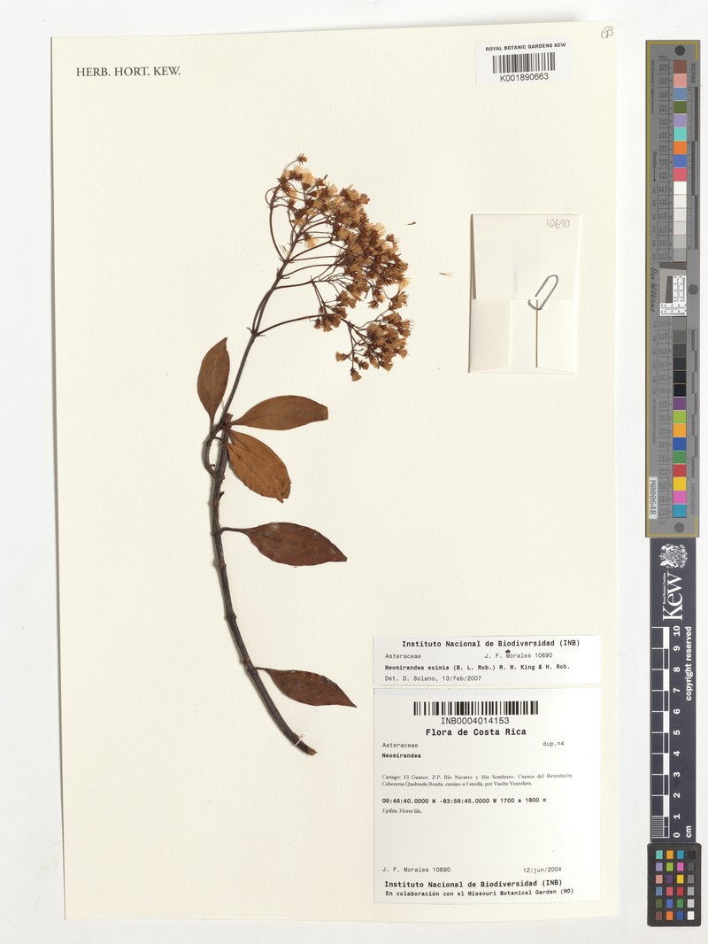 Neomirandea eximia photo 2