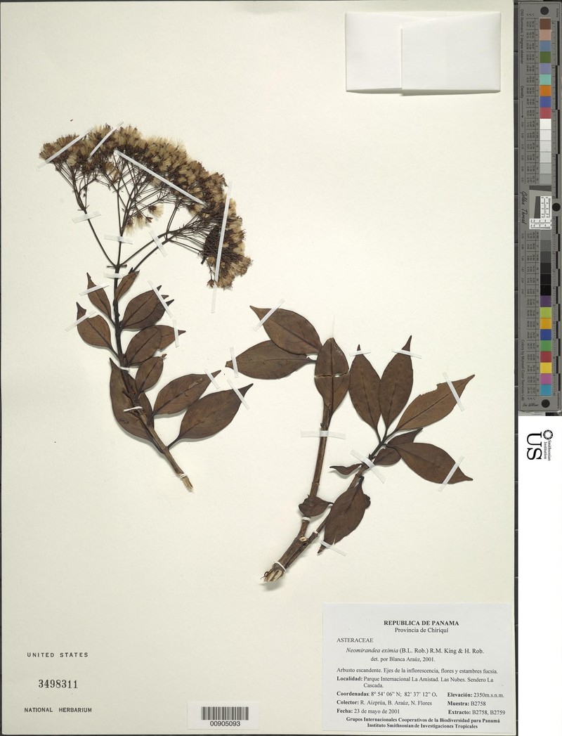 Neomirandea eximia photo 3