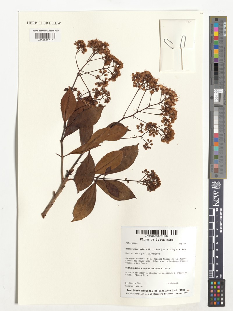 Neomirandea eximia photo 4