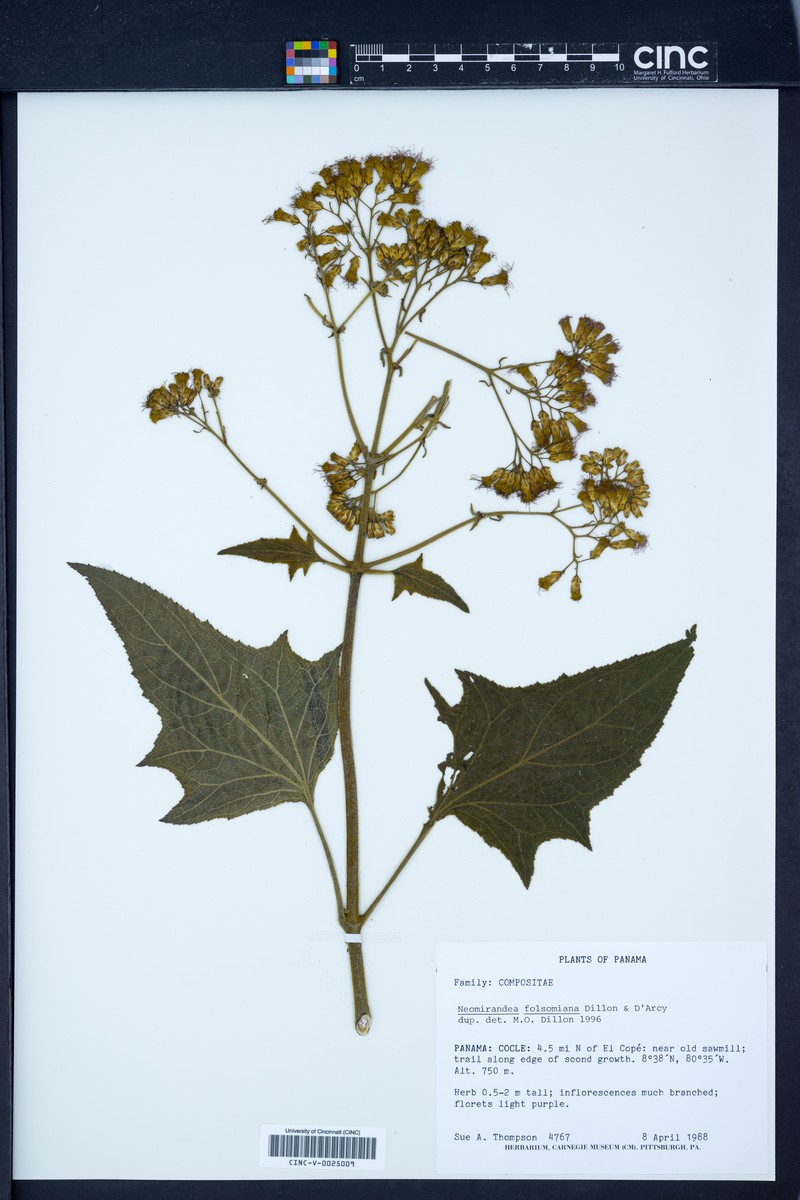 Neomirandea folsomiana