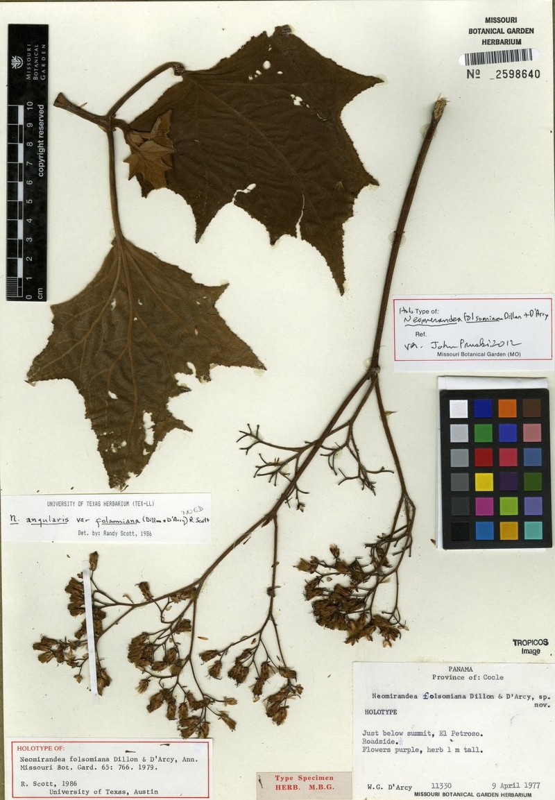Neomirandea folsomiana photo 2