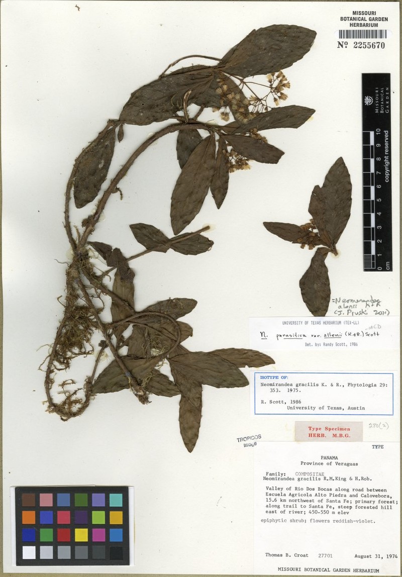 Neomirandea gracilis