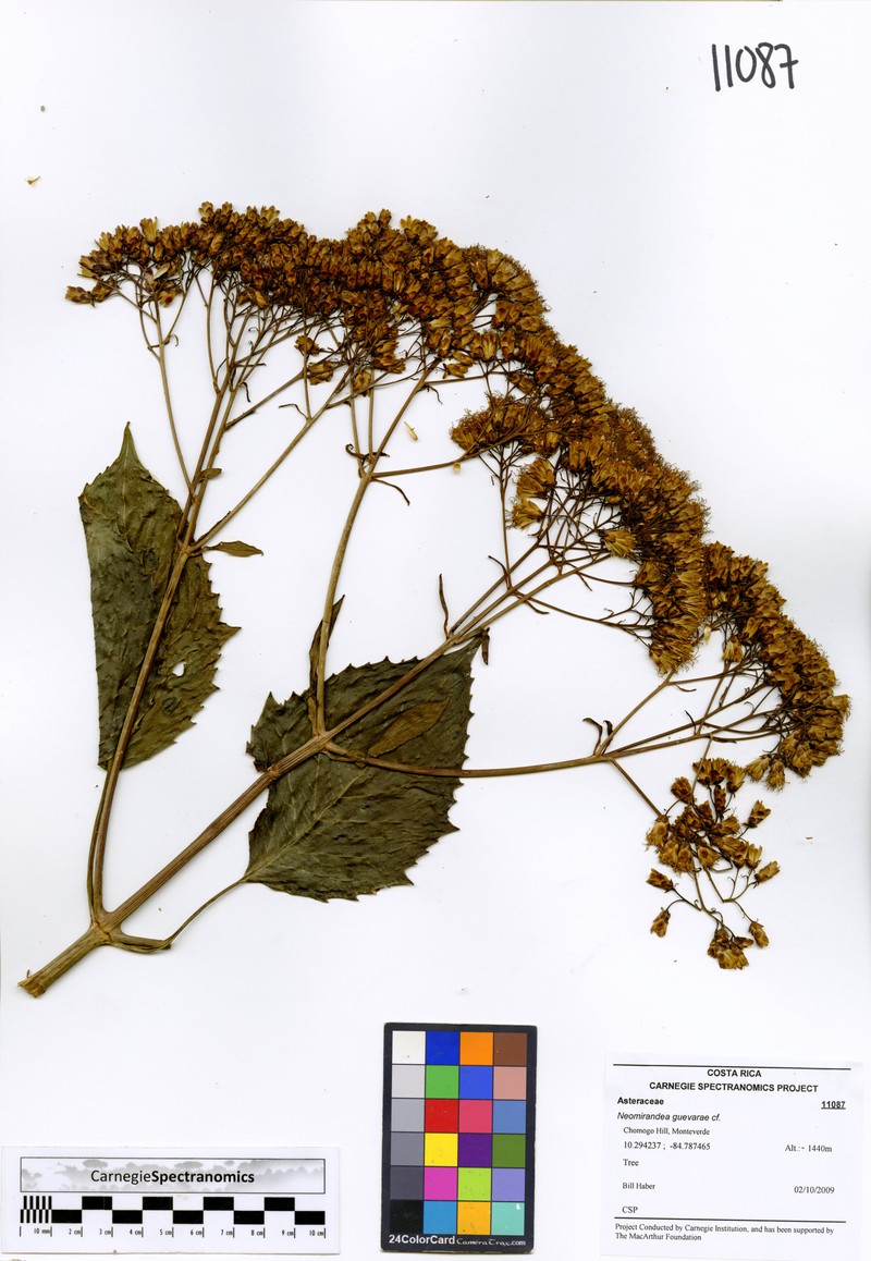 Neomirandea guevarae photo 3