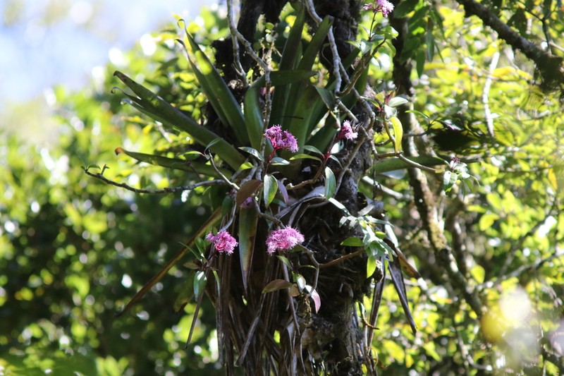 Neomirandea ovandensis photo 3