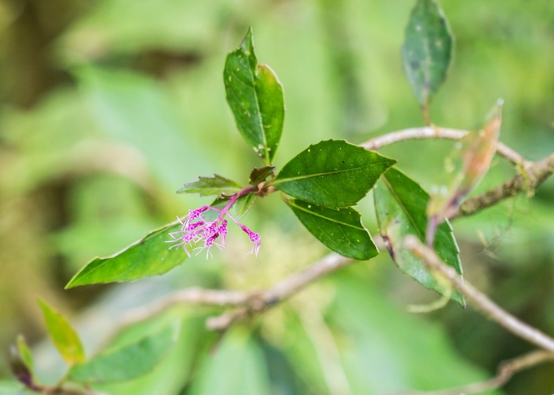 Neomirandea parasitica