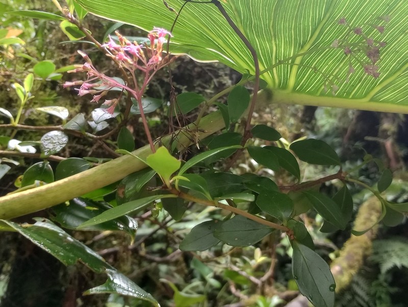 Neomirandea parasitica photo 3