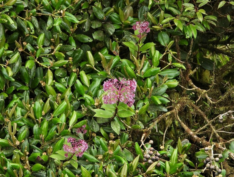 Neomirandea parasitica photo 5
