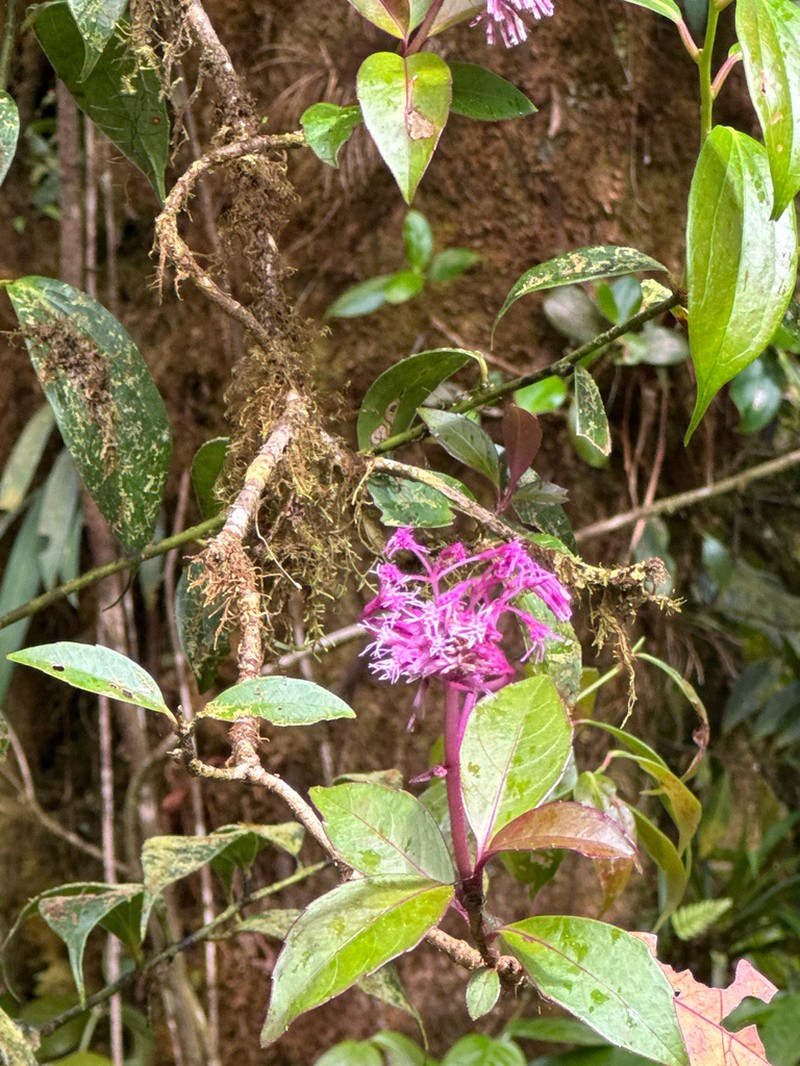 Neomirandea parasitica photo 7