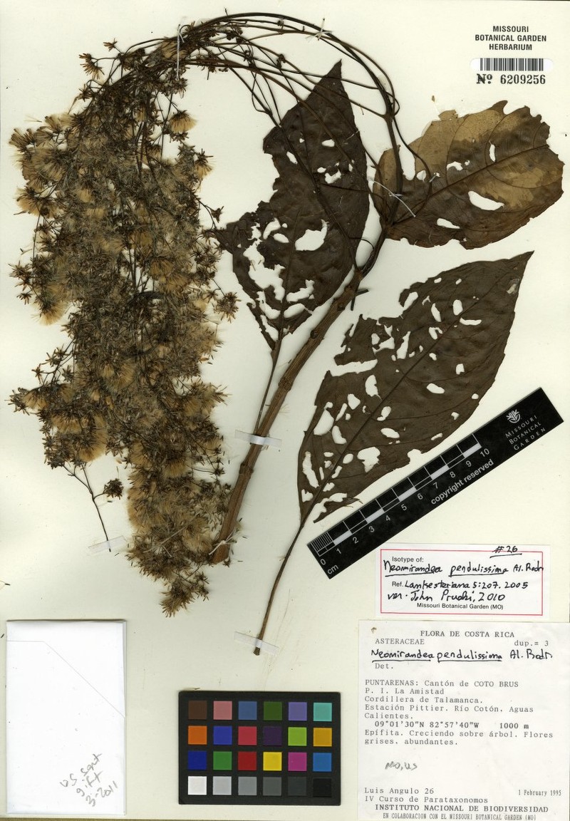 Neomirandea pendulissima