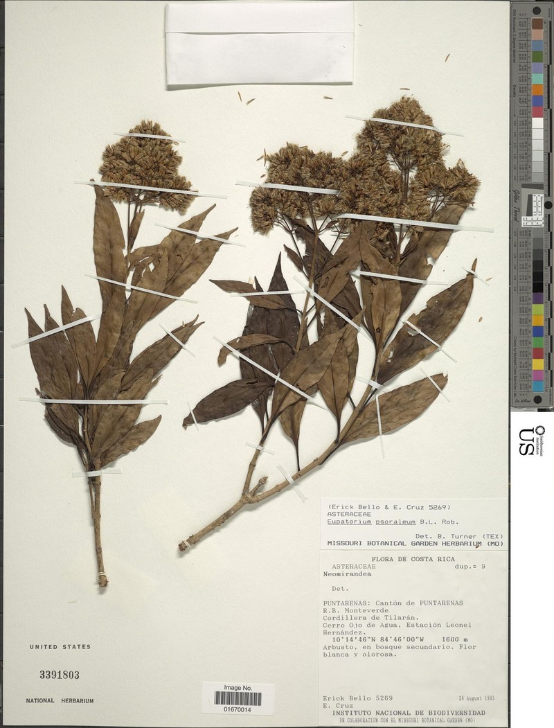 Neomirandea psoralea