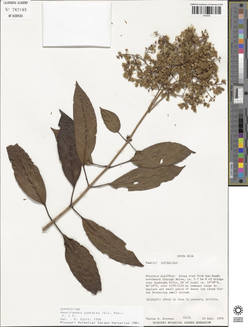 Neomirandea psoralea photo 2
