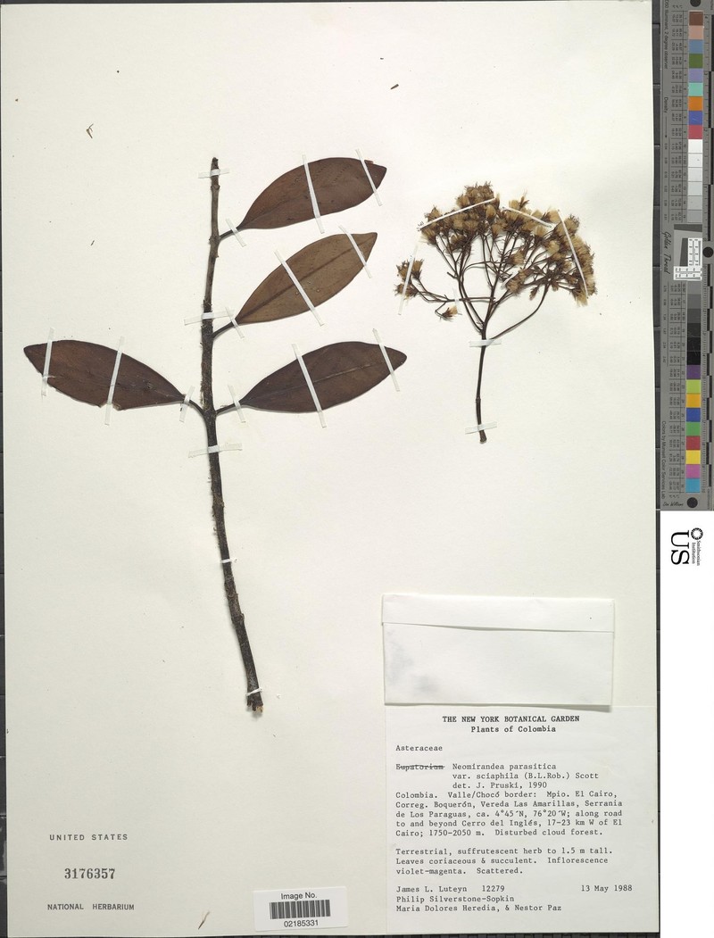 Neomirandea sciaphila