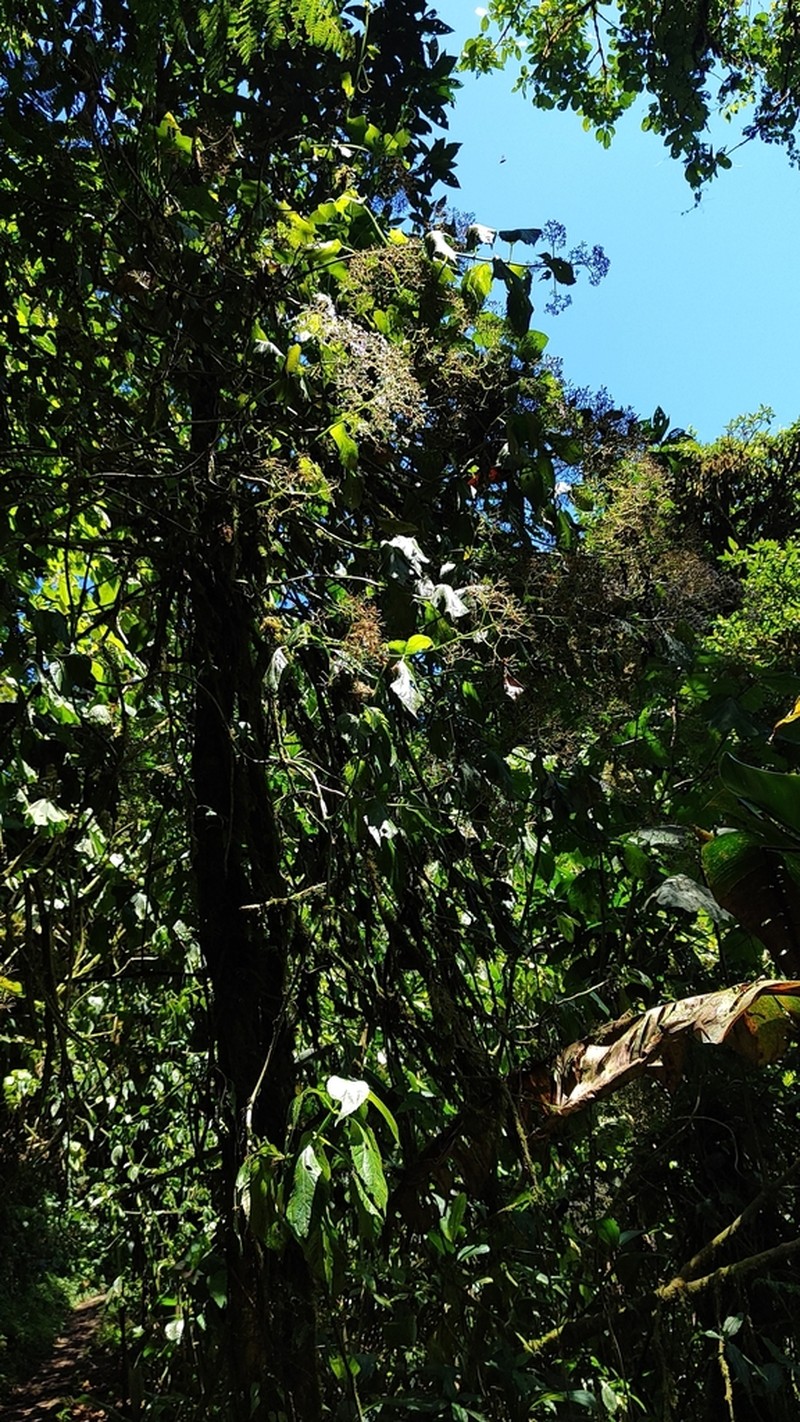 Neomirandea standleyi