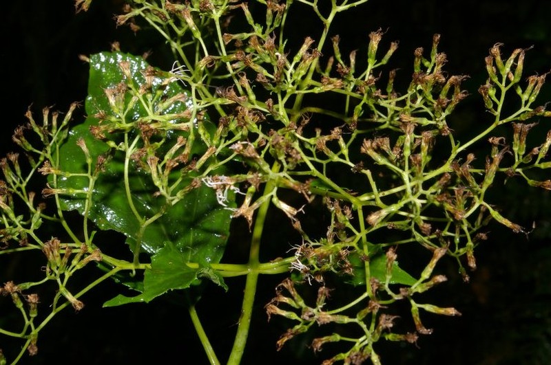 Neomirandea standleyi photo 2