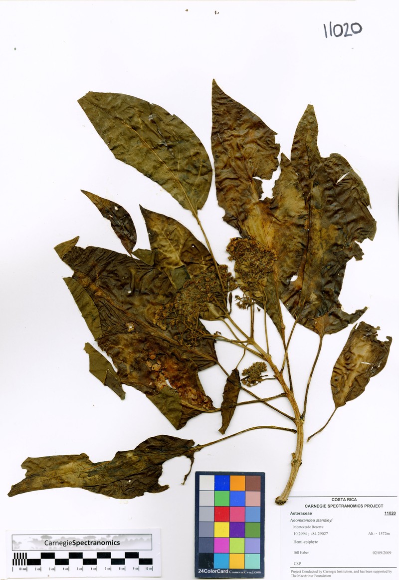 Neomirandea standleyi photo 3