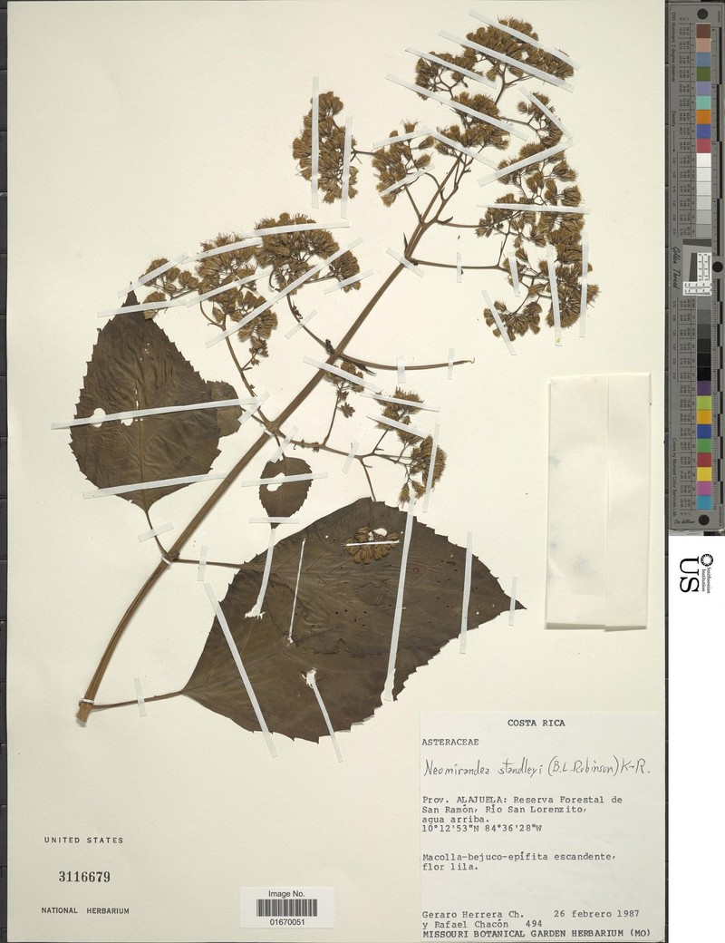 Neomirandea standleyi photo 4