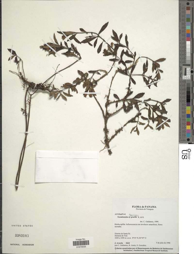 Neomirandea tenuipes