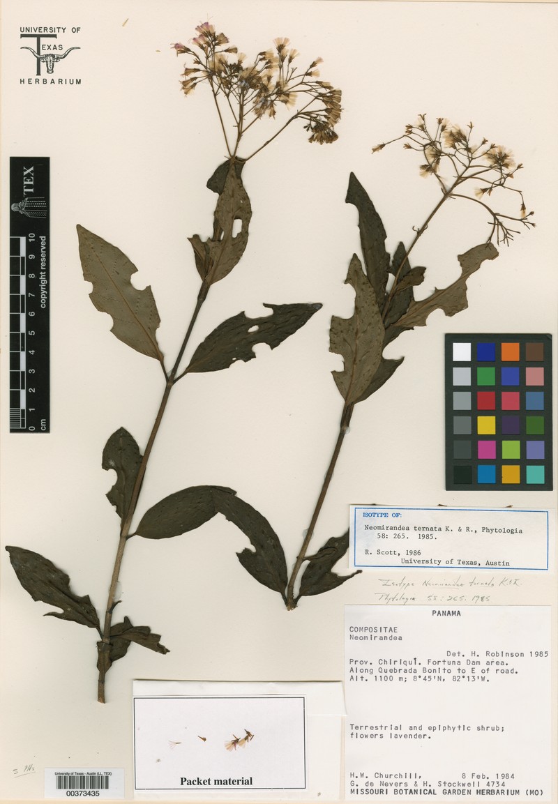 Neomirandea ternata